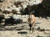 Wild Kri-Kri Goat in Samaria Gorge